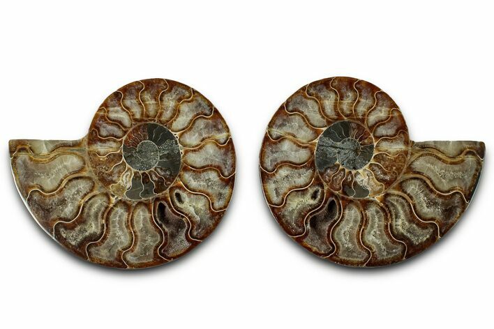 Cut & Polished, Agatized Ammonite Fossil - Madagascar #318101